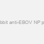 Rabbit anti-EBOV NP pAb